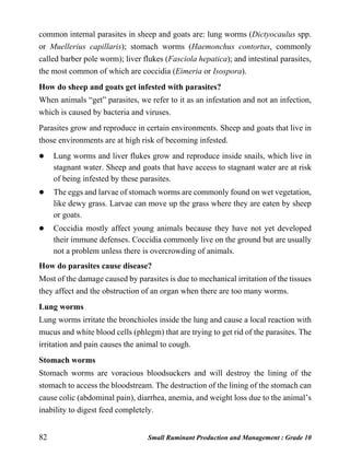 82 Small Ruminant Production and Management : Grade 10
common internal parasites in sheep and goats are: lung worms (Dictyocaulus spp.
or Muellerius capillaris); stomach worms (Haemonchus contortus, commonly
called barber pole worm); liver flukes (Fasciola hepatica); and intestinal parasites,
the most common of which are coccidia (Eimeria or Isospora).
How do sheep and goats get infested with parasites?
When animals “get” parasites, we refer to it as an infestation and not an infection,
which is caused by bacteria and viruses.
Parasites grow and reproduce in certain environments. Sheep and goats that live in
those environments are at high risk of becoming infested.
 Lung worms and liver flukes grow and reproduce inside snails, which live in
stagnant water. Sheep and goats that have access to stagnant water are at risk
of being infested by these parasites.
 The eggs and larvae of stomach worms are commonly found on wet vegetation,
like dewy grass. Larvae can move up the grass where they are eaten by sheep
or goats.
 Coccidia mostly affect young animals because they have not yet developed
their immune defenses. Coccidia commonly live on the ground but are usually
not a problem unless there is overcrowding of animals.
How do parasites cause disease?
Most of the damage caused by parasites is due to mechanical irritation of the tissues
they affect and the obstruction of an organ when there are too many worms.
Lung worms
Lung worms irritate the bronchioles inside the lung and cause a local reaction with
mucus and white blood cells (phlegm) that are trying to get rid of the parasites. The
irritation and pain causes the animal to cough.
Stomach worms
Stomach worms are voracious bloodsuckers and will destroy the lining of the
stomach to access the bloodstream. The destruction of the lining of the stomach can
cause colic (abdominal pain), diarrhea, anemia, and weight loss due to the animal’s
inability to digest feed completely.
 