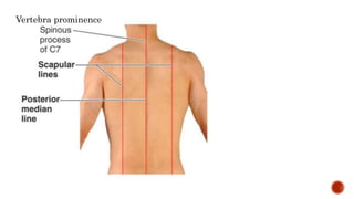 Vertebra prominence
 