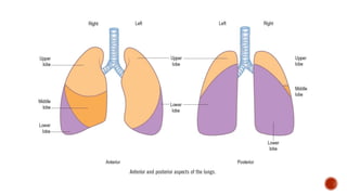 Clinical Examination of RS