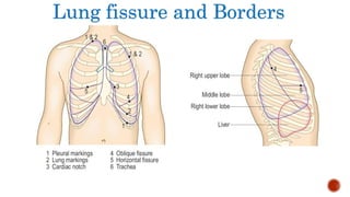 Lung fissure and Borders
 