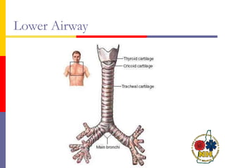 Lower Airway
 