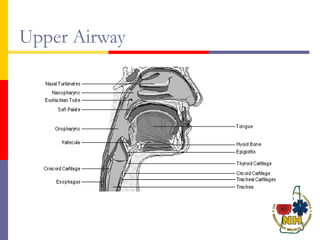 Upper Airway
 