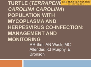 TURTLE (TERRAPENE
CAROLINA CAROLINA)
POPULATION WITH
MYCOPLASMA AND
HERPESVIRUS CO-INFECTION:
MANAGEMENT AND
MONITORING
RR Sim, AN Wack, MC
Allender, KJ Murphy, E
Bronson
 