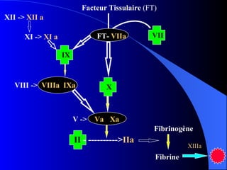 Facteur Tissulaire  (FT) VII X II  - ----------> IIa Xa V ->  Va XII ->  XII a XI ->  XI a IX VIIIa  IXa VIII -> Fibrinogène Fibrine XIIIa FT-  VIIa 