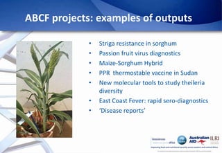 Africa Biosciences Challenge Fund (ABCF): Empowering African scientists to solve Africa’s agricultural challenges