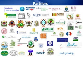 Africa Biosciences Challenge Fund (ABCF): Empowering African scientists to solve Africa’s agricultural challenges