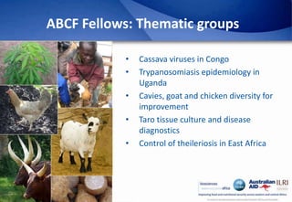 Africa Biosciences Challenge Fund (ABCF): Empowering African scientists to solve Africa’s agricultural challenges