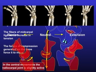 The proximal row hasn´t
tendinous attachments



 The movement always
 begins in the distal row

 The fibers of midcarpal
    Flexion
 ligaments increase in          Neutral   Extension
 tension

 The forces of compression
 generated on the bone
 force it to move



 In the central movements the
radiocarpal joint is slightly active
 