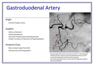 Gastroduodenal Artery