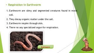 Respiratory system of earthworm