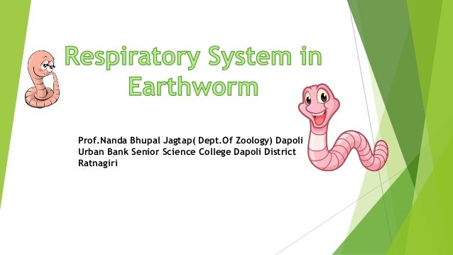 Respiratory system of earthworm