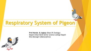 Respiratory System of Pigeon
Prof.Nanda .B.Jagtap (Dept.Of.Zoology)
Dapoli Urban Bank Senior science college Dapoli
Dist.Ratnagiri (Maharashtra)
 