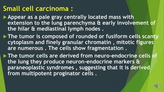 Small cell carcinoma :
Appear as a pale gray centrally located mass with
extension to the lung parenchyma & early involvement of
the hilar & mediastinal lymph nodes .
The tumor is composed of rounded or fusiform cells scanty
cytoplasm and finely granular chromatin , mitotic figures
are numerous . The cells show fragmentation .
The tumor cells are derived from neuro-endocrine cells of
the lung they produce neuron-endocrine markers &
paraneoplastic syndromes , suggesting that it is derived
from multipotent proginator cells .
 