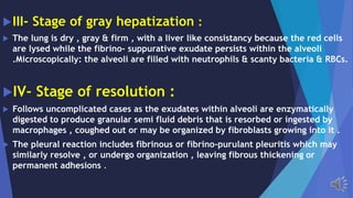 III- Stage of gray hepatization :
The lung is dry , gray & firm , with a liver like consistancy because the red cells
are lysed while the fibrino- suppurative exudate persists within the alveoli
.Microscopically: the alveoli are filled with neutrophils & scanty bacteria & RBCs.
IV- Stage of resolution :
Follows uncomplicated cases as the exudates within alveoli are enzymatically
digested to produce granular semi fluid debris that is resorbed or ingested by
macrophages , coughed out or may be organized by fibroblasts growing into it .
The pleural reaction includes fibrinous or fibrino-purulant pleuritis which may
similarly resolve , or undergo organization , leaving fibrous thickening or
permanent adhesions .
 
