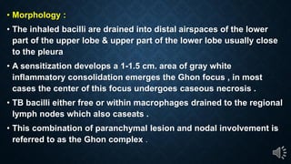 Morphology :
The inhaled bacilli are drained into distal airspaces of the lower
part of the upper lobe & upper part of the lower lobe usually close
to the pleura
A sensitization develops a 1-1.5 cm. area of gray white
inflammatory consolidation emerges the Ghon focus , in most
cases the center of this focus undergoes caseous necrosis .
TB bacilli either free or within macrophages drained to the regional
lymph nodes which also caseats .
This combination of paranchymal lesion and nodal involvement is
referred to as the Ghon complex .
 