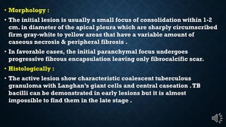 Morphology :
The initial lesion is usually a small focus of consolidation within 1-2
cm. in diameter of the apical pleura which are sharply circumscribed
firm gray-white to yellow areas that have a variable amount of
caseous necrosis & peripheral fibrosis .
In favorable cases, the initial paranchymal focus undergoes
progressive fibrous encapsulation leaving only fibrocalcific scar.
Histologically :
The active lesion show characteristic coalescent tuberculous
granuloma with Langhan’s giant cells and central caseation .TB
bacilli can be demonstrated in early lesions but it is almost
impossible to find them in the late stage .
 