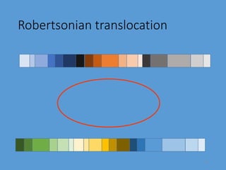 Robertsonian translocation
15