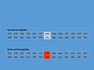 Normal hemoglobin
ATG GTG CAC CTG ACT CCT GAG GAG AAG TCT GCC GTT ACT
Met Val His Leu Thr Pro Glu Glu Lys Ser Ala Val Thr
18
Sickle cell hemoglobin
ATG GTG CAC CTG ACT CCT GTG GAG AAG TCT GCC GTT ACT
Met Val His Leu Thr Pro Val Glu Lys Ser Ala Val Thr