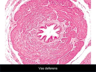 Histological aspect of Male Reproductive System | PPTX