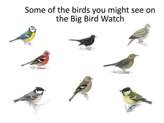 Some of the birds you might see on
       the Big Bird Watch
 