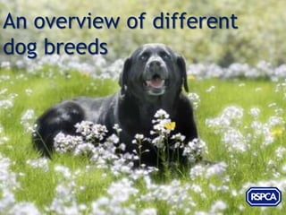 An overview of different
dog breeds
 