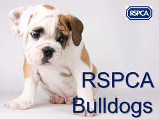 RSPCA
Bulldogs
 