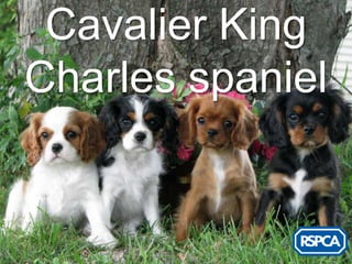 Cavalier King
Charles spaniel
 