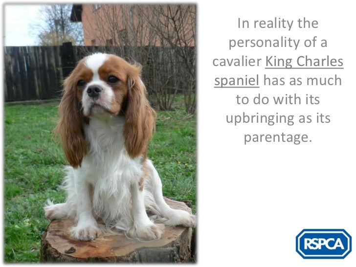 rspca cavalier king charles spaniel