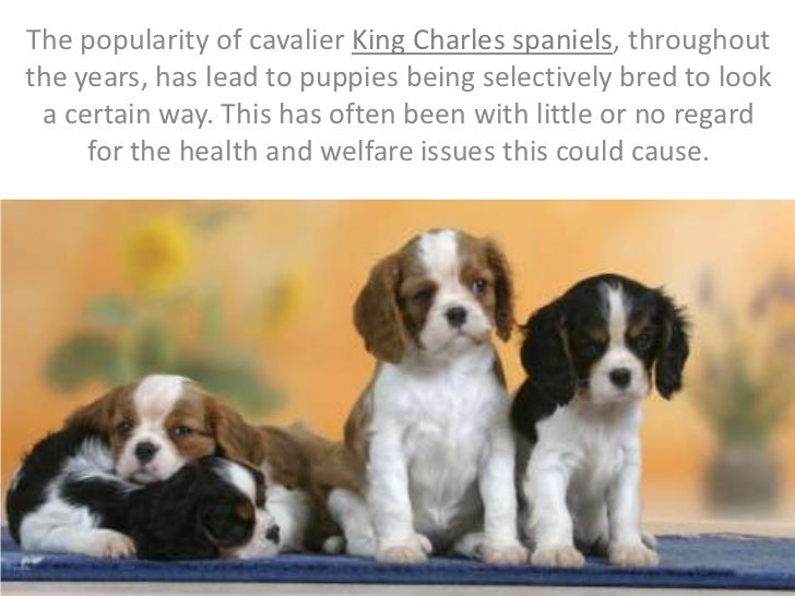 rspca cavalier king charles spaniel