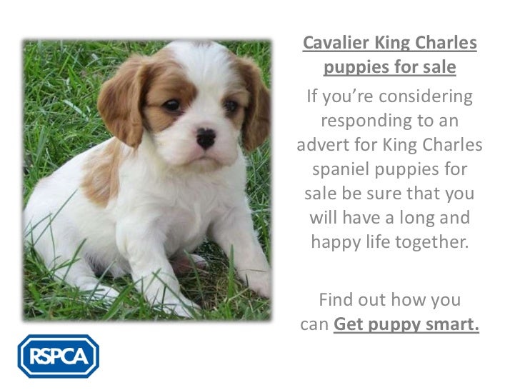 rspca cavalier king charles spaniel