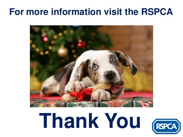 rspca charity christmas gifts rspca charity christmas gifts