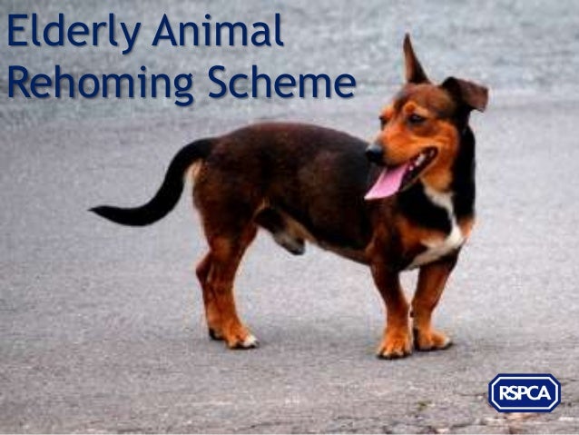 rspca worming tablets
