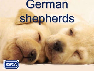 German
shepherds
 