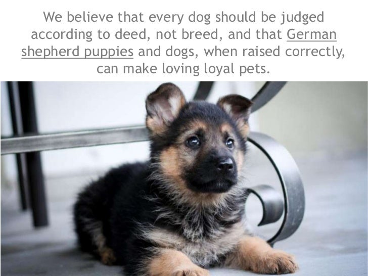 RSPCA - German Shepherds
