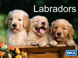 Labradors
 
