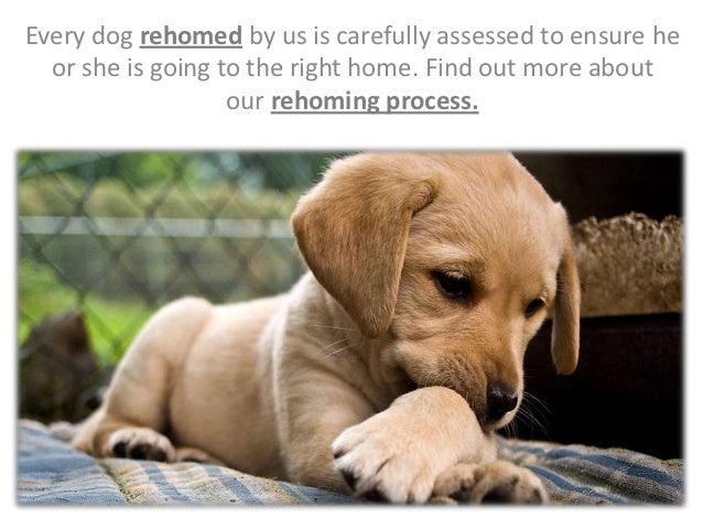 rspca labradors for rehoming