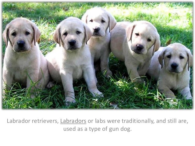 rspca labradors for rehoming