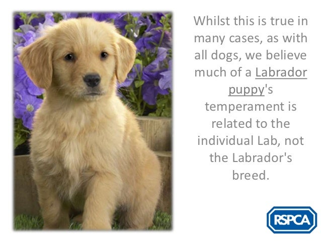 rspca labradors for rehoming