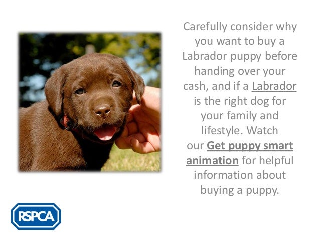rspca labradors for rehoming