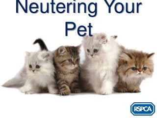 Neutering Your
     Pet
 