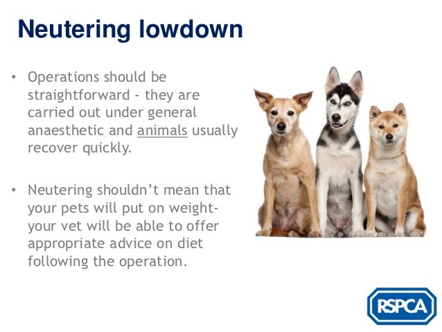 rspca neutering