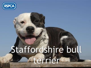 Staffordshire bull
      terrier
 
