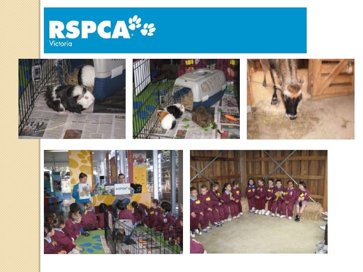 RSPCA How can we help?