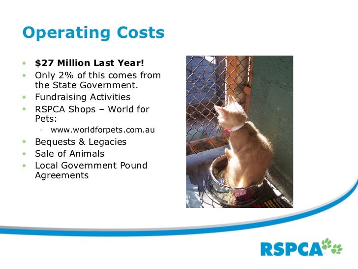 world for pets springwood