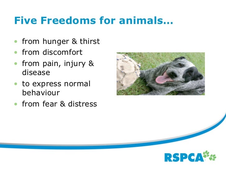 Rspca qld overview feb 2011
