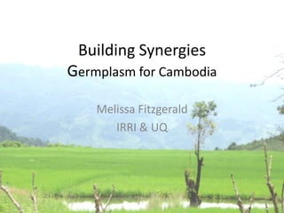Building Synergies
Germplasm for Cambodia

    Melissa Fitzgerald
       IRRI & UQ




                         1
 