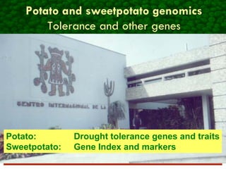 Potato and sweetpotato genomics
Tolerance and other genes
Potato: Drought tolerance genes and traits
Sweetpotato: Gene Index and markers
 