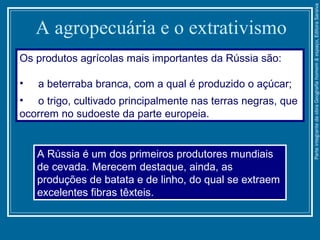 A agropecuária e o extrativismo
Os produtos agrícolas mais importantes da Rússia são:
• a beterraba branca, com a qual é produzido o açúcar;
• o trigo, cultivado principalmente nas terras negras, que
ocorrem no sudoeste da parte europeia.
A Rússia é um dos primeiros produtores mundiais
de cevada. Merecem destaque, ainda, as
produções de batata e de linho, do qual se extraem
excelentes fibras têxteis.
ParteintegrantedaobraGeografiahomem&espaço,EditoraSaraiva
 
