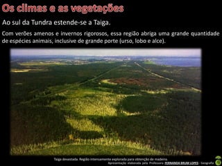 Apresentação elaborada pela Professora FERNANDA BRUM LOPES - Geografia
Ao sul da Tundra estende-se a Taiga.
Taiga devastada. Região intensamente explorada para obtenção de madeira.
Com verões amenos e invernos rigorosos, essa região abriga uma grande quantidade
de espécies animais, inclusive de grande porte (urso, lobo e alce).
 