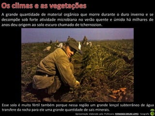 Apresentação elaborada pela Professora FERNANDA BRUM LOPES - Geografia
Esse solo é muito fértil também porque nessa região um grande lençol subterrâneo de água
transfere da rocha para ele uma grande quantidade de sais minerais.
A grande quantidade de material orgânico que morre durante o duro inverno e se
decompõe sob forte atividade microbiana no verão quente e úmido há milhares de
anos deu origem ao solo escuro chamado de tchernozion.
 